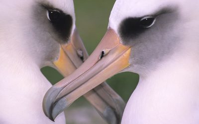 6: Per què les illes volcàniques agraden tant als albatros, baldrigues i petrells?