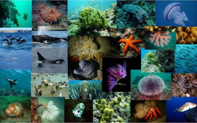 Recursos per experimentar la biologia a l’aigua