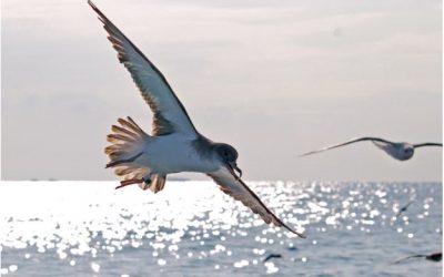 8: L'anellament científic dels ocells