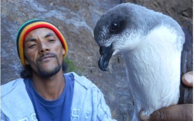 13: Primers resultats del seguiment dels petrells Gongon