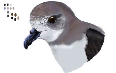 11: On busquen el menjar els ocells?