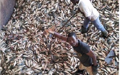 10: El problema de la sobreexplotació pesquera