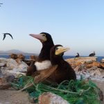 12: La contaminació per plàstics al mar: efectes a les aus