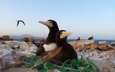 12: La contaminació per plàstics al mar: efectes a les aus