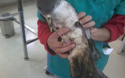 14: Els efectes del petroli sobre els animals marins