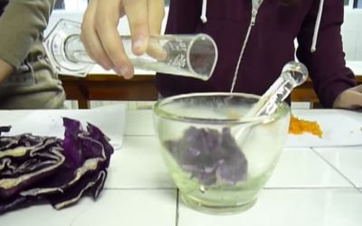 Realització d’un Cladograma a partir de cromatografies