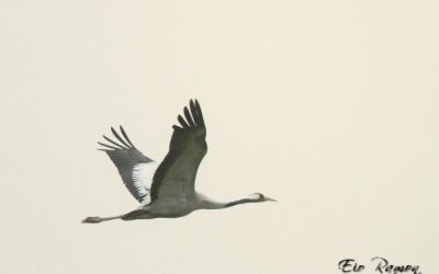 9 – Les grues són aquí! (setmana del 28 d'octubre al 4 de novembre)