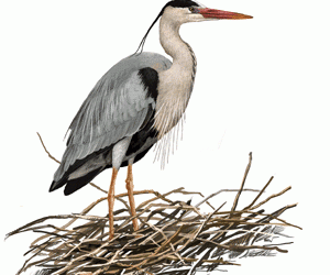 15 – Temps de bernats pescaires