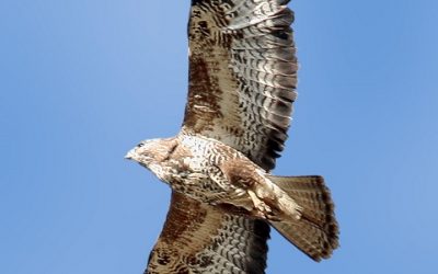 14 – Arriben els aligots i els esplugabous