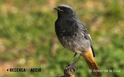 11 – Novembre, temps de cotxes fumades!