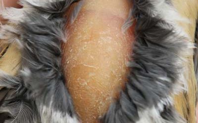 12 – El greix és l’energia per fer les migracions