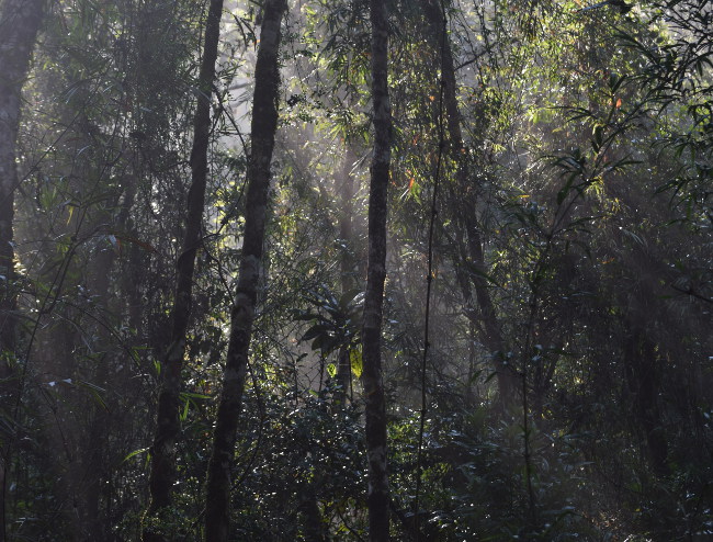 5: La fragmentació dels boscos tropicals
