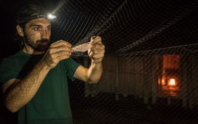 10: Fotografia de ratpenats