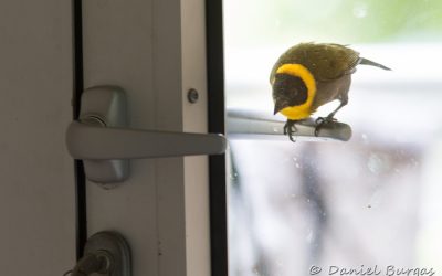 15: Entre expedició i expedició al Centre ValBio; un oasi a la selva