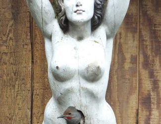 2. La reproducció dels ocells