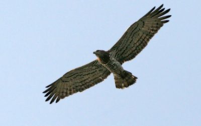 2 – La migració dels rapinyaires (darrera setmana de setembre)