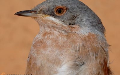 5 – Arriben els tallarols !