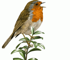 3 – A l'octubre arriben els pitroigs en migració