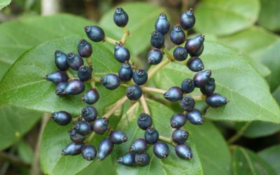 6 – Fruits  de tardor i ocells migradors