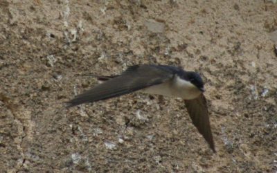 13 – Els ocells i l'escalfament global