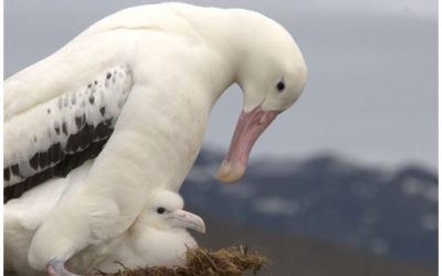 5- Cap al gel a cop de gas