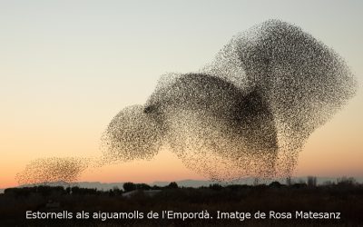 Per què hi ha ocells que volen de forma coordinada en grans agrupacions?