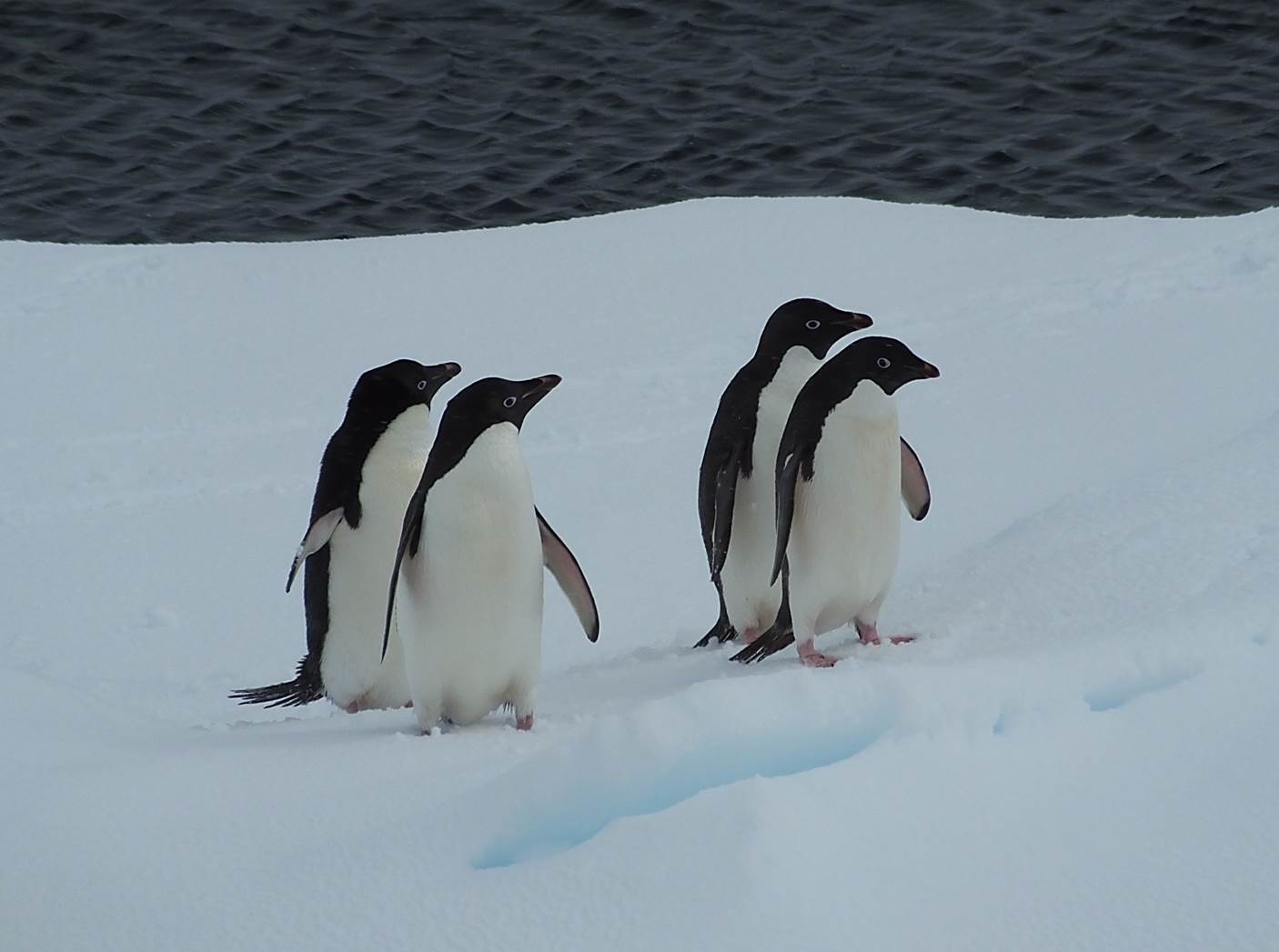 4 pinguins