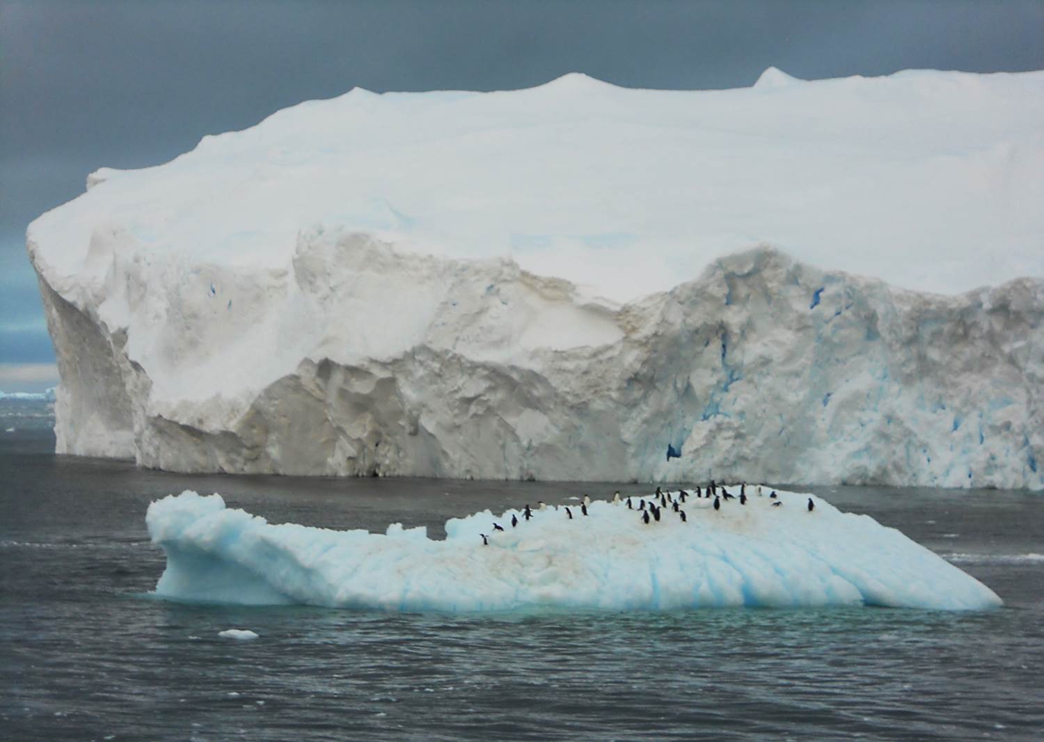 Adelies_iceberg