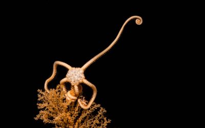 15 – Criatures de fondària