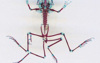 El biòleg i artista americà Brandon Ballengée presenta els seus projectes híbrids entre art i ciència