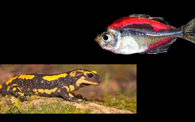 Fem fractals de plata