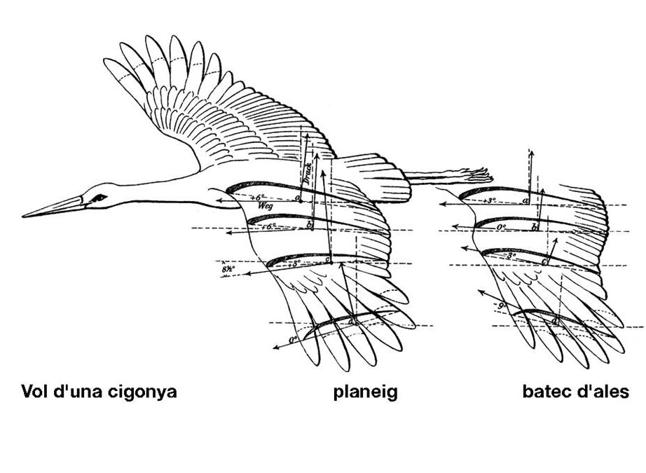 Com volen els ocells?