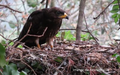 1 – L'estudi dels rapinyaires forestals