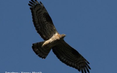 6- L’aligot vesper: un especialista de les vespes