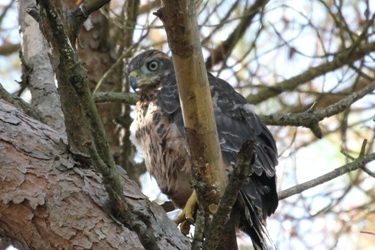 2 – La importància dels rapinyaires en els ecosistemes
