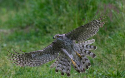 5 – El bosc madur i l'astor