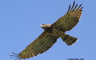 4 – L'àliga marcenca, la gran caçadora de serps