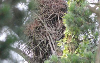 3 – Els llocs de reproducció dels rapinyaires