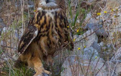 7- El duc: el superdepredador de la nit