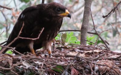L'increïble ferrofluid