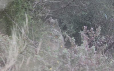 9 – Els polls de duc ja volen!