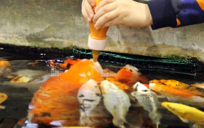 Jocs de taula de ciència