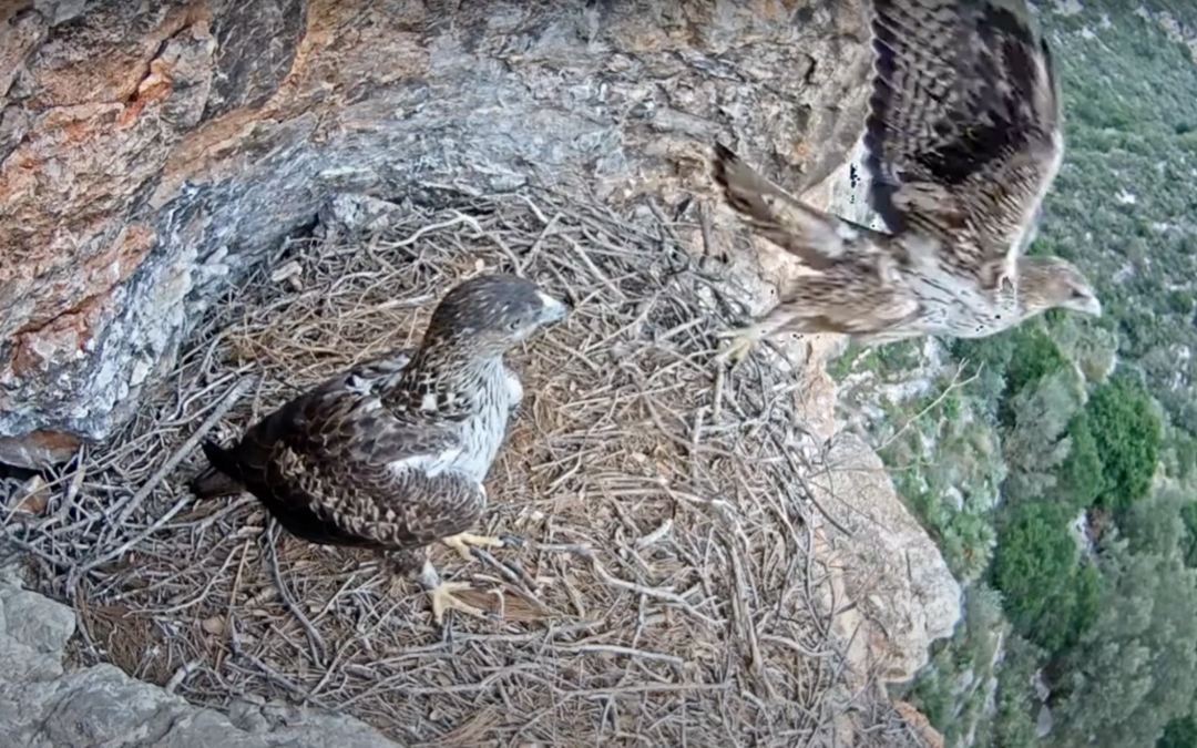 Niu d’àliga cuabarrada al Garraf