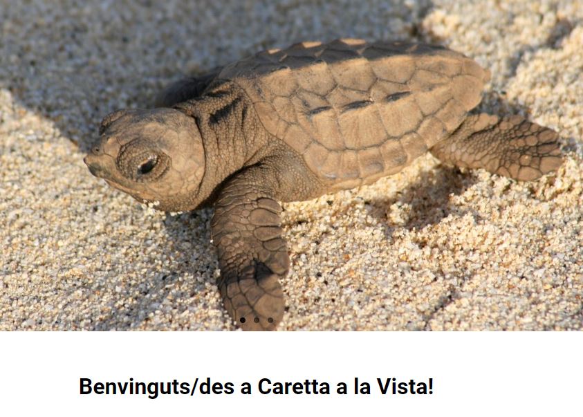 Imatge portada de Caretta a la Vista!, fent clic a la imatge es podrà accedir a la pàgina web
