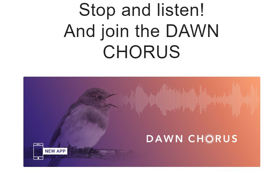 Imatge portada de Dawn Chorus, fent clic a la imatge es podrà accedir a la pàgina web