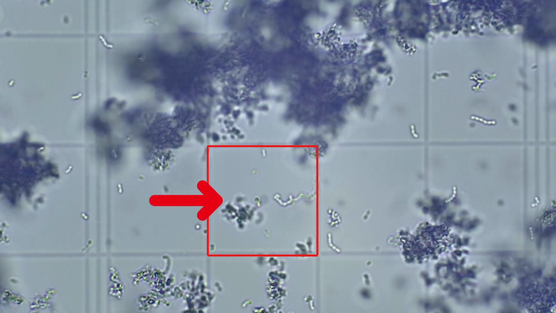 Bacteris al iogurt (Institut Cirviànum, Torelló) 2-11 screenshot