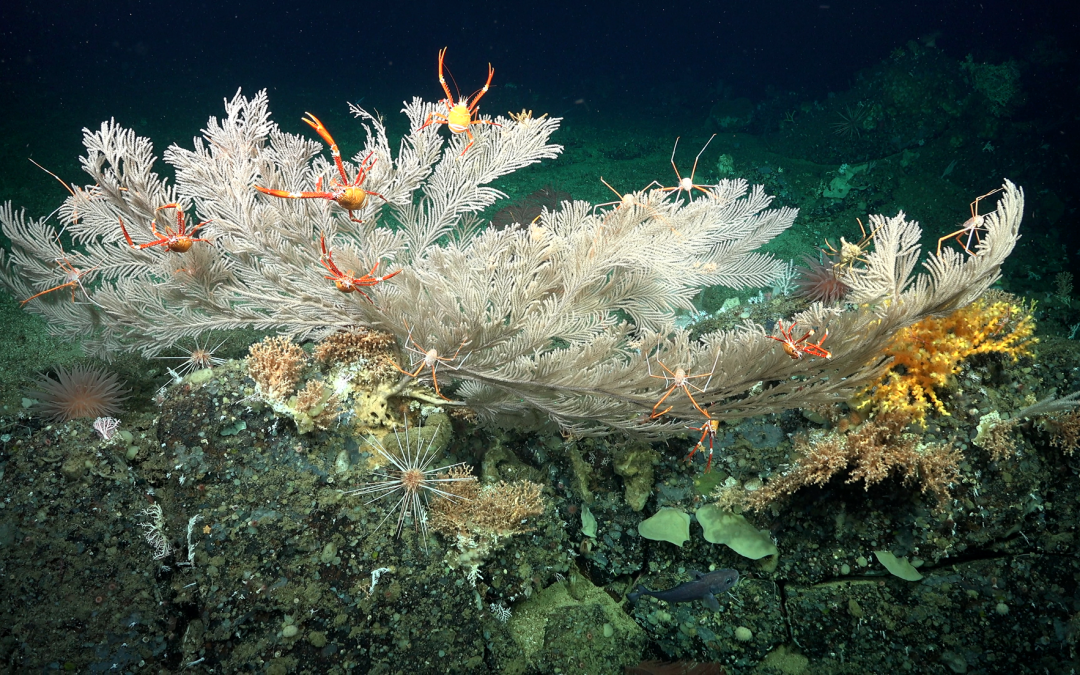 6- Les parets verticals, punts calents de biodiversitat