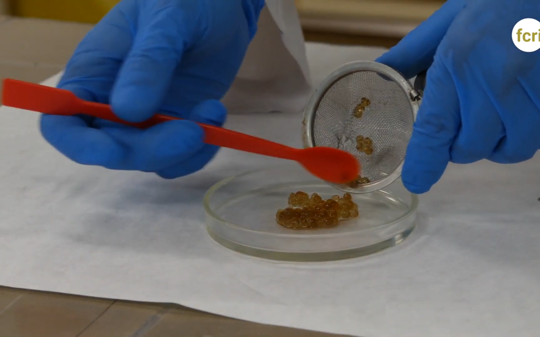 Fes esferificacions amb nanotecnologia!