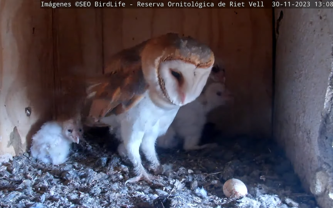 Segueix un niu d’òlibes en directe!