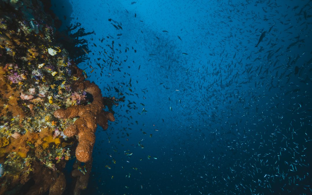 Biologia Marina: Com afecta el canvi climàtic a la biodiversitat marina?